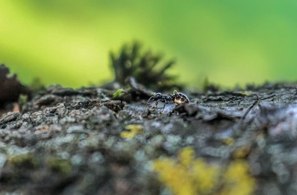 Quel est le meilleur moyen de dissimuler une racine des cheveux qui se dégage avec l'âge?